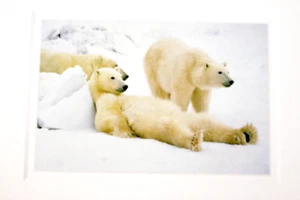Polar Bears Note Cards Set of 9 Images of Nature Folded w Envelopes 5.5" x 4.25" - Picture 1 of 4