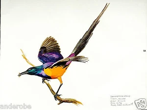 Impresión artística enmarcada Golden Breasted Starling 1973 de Ray Harm 11"x15" L@@K - Imagen 1 de 3