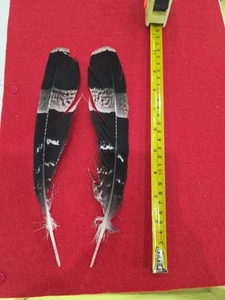 Pluma de ala Z46 Pr African Harrier Hawk (Polyboroides Typus) - Imagen 1 de 2