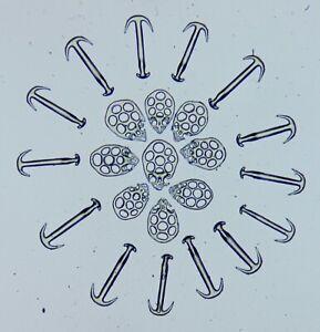 Antique Microscope Slide by Edmund Wheeler. Arranged plates & anchors of Synapta