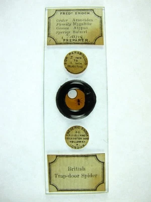 Antique microscope slide by Fred Enock. British trap-door Spider. Fluid mount. - Image 1 of 4