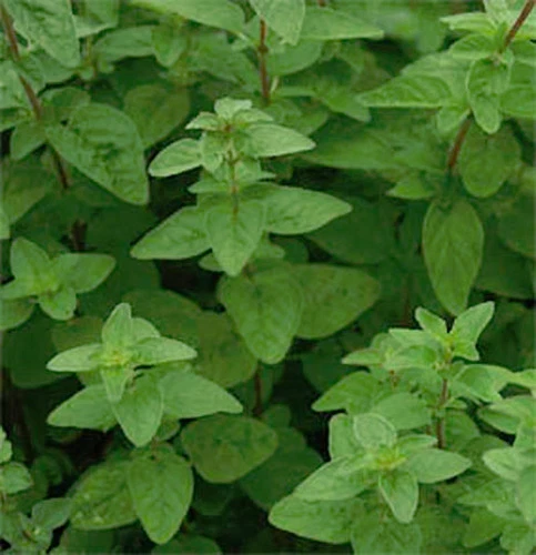 Majoran Oregano Staudenmajoran Samen – Mehrjährig für aromatische Gärten - Bild 1 von 1