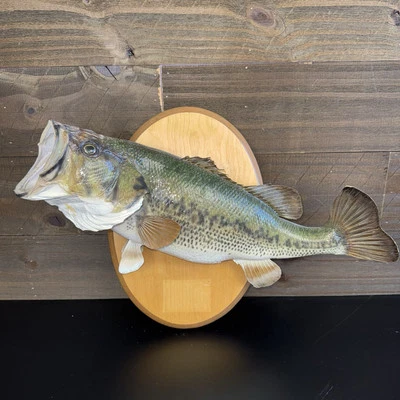 VTG Real Skin Largemouth Bass Fish Mount Taxidermy 6 Lbs Caught In Lake Of Ozark - Image 1 of 4