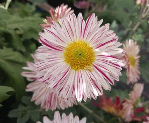Seatons Splatter Chrysanthemum x 1 Plant - Perennial Cut Flowers Cottage Garden - Picture 1 of 6