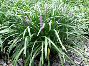 12 Liriope Plant Evergreen, Bare Rooted With Leaves Trimmed. Express Post - Picture 1 of 6