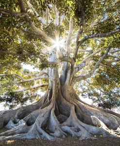 Ceiba Tree Puerto Rico Photo 8.5x11 - Picture 1 of 1