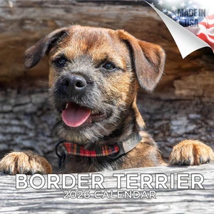 Border Terrier Wandkalender 2026 Tier HUND HAUSTIER Liebhaber Geschenk - Bild 1 von 2