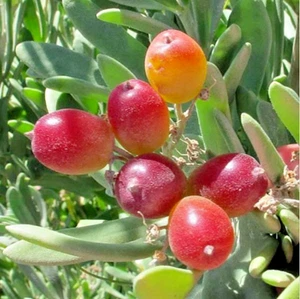 5 X NITRE BUSH SEEDS-KARRAMBI-WILD GRAPE-BUSH TUCKER FRUIT TREE-GARDEN PLANT - Picture 1 of 5