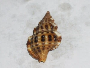 GYRINEUM NATATOR FANTASTIC - Picture 1 of 2