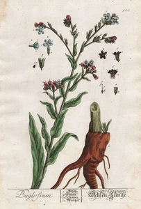 Buglossum Ochsenzunge Anchusa Botany Blackwell Kräuterbuch Engraving - Picture 1 of 1