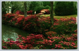 Vintage Middleton Gardens Charleston SC Camellias & Wood Nymph Statue - Picture 1 of 2