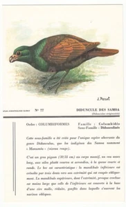 DIDUNCULE STRIGIROSTRE MANUMÉA DIDUNCULUS STRIGIROSTRIS ILLUSTRATION 1960's - Picture 1 of 2