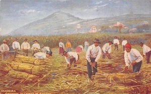 MADEIRA APANHADA DE CANNAS DE ASSUCAR HARVESTING SUGAR CANE POSTCARD c.1900'S - Picture 1 of 2