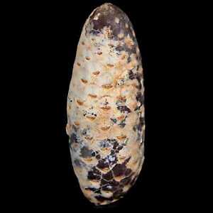 XL 2.3"Fossil Pine Cone Equicalastrobus Replaced By Agate Eocene Age Seeds Fruit
