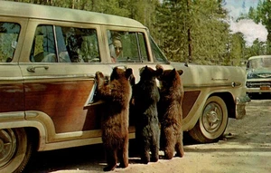 POSTAL DEL PARQUE NACIONAL DE YELLOWSTONE CACHORROS DE OSO NEGRO AMERICANO MENDIGANDO - Imagen 1 de 2