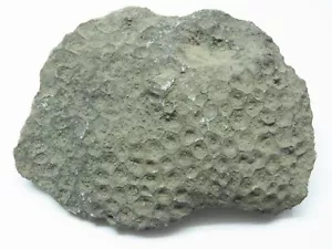 5" PETOSKEY STONE UNPOLISHED 578g 20.4 oz Lake Michigan FOSSIL Hexagonaria - Picture 1 of 8