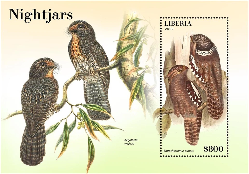 Estampillas Nightjars Birds MNH 2022 Liberia S/S Foto 1 de 1