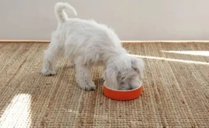 Haustier Hund Schüssel bleibt stundenlang kühl Hund Katze Trinkgeschirr Eiswasser Sommer heiß - Bild 1 von 6