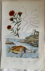 GRAVUR FISCH UVULARIA SASSIFOLIA PARASIT FILARIA E. GUERIN 1839 FISCH - Bild 1 von 1
