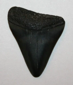 Haizahn 4 cm Zahn Megalodon Hai Zahn Fossil Haifisch - Bild 1 von 2
