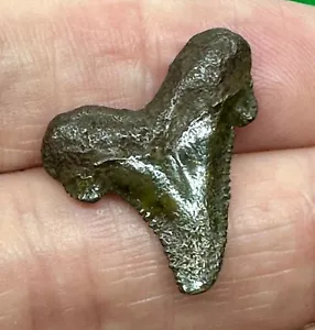 SUWANNEE RIVER CARCHAROCLES AURICULATUS dente di squalo fossile antico eocene - Foto 1 di 3