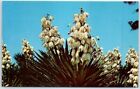 Postcard - Yucca Plant - Sanibel-Captiva Islands, Florida, USA