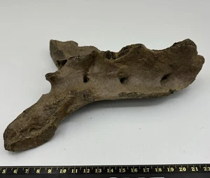 Cueva Ursus spelaeus vértebras sacras fósil montañas de Altai 20.000+ años de antigüedad - Imagen 1 de 4