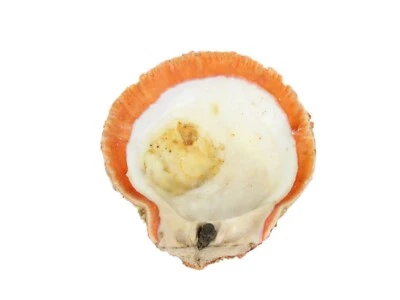 Красная оранжевая колючая раковина устрицы — первое качество (1086-11-G3330) R8 - Изображение 1 из 2