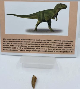 Abelisaurus Raptor Teeth Cretaceous Dinosaur Morocco COA Real No Repair A78 - Picture 1 of 2