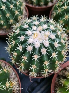 ECHINOCACTUS GRUSONII INTERMEDIUS POT10 CACTUS SUCCULENTE PIANTE GRASSE NO AGAVI - Imagen 1 de 4