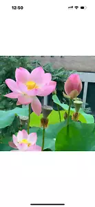 20 Mix Lotus Seeds Mix Color Lotus flower Seeds Sacred Indian Lotus - Picture 1 of 6