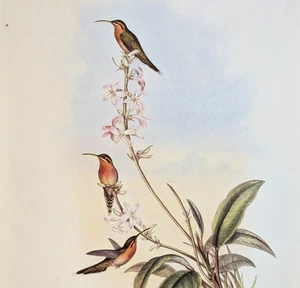 John Gould ERMITAÑO COLA VERDE Colibríes Vintage Arte Impresión Bookplate 33 - Imagen 1 de 4
