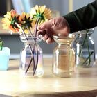 Hydro po nische Samen-Starter-Vase Zwiebel wächst Glasvase  Blume