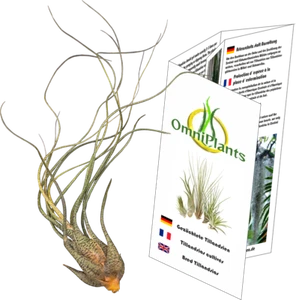 Tillandsia butzii XL - Bild 1 von 3