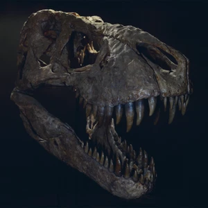 3D gedruckter TREX, Tyrannosaurus Rex Kopf Modell Dinosaurier 1:1 (OBERKIEFER 1/2) - Bild 1 von 23