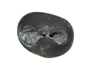 Sacred Laxmi Narsimha Shaligram Shila- VI - Picture 1 of 3