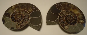 Par de fósiles de amonita 4 5/8" - Imagen 1 de 11