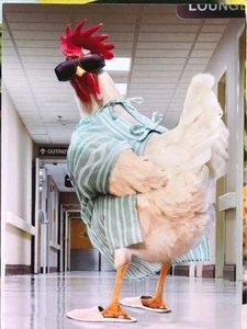 "Soon This Will All Be Behind You" AVANTI Get Well Card ROOSTER in HOSPITAL GOWN - Picture 1 of 1