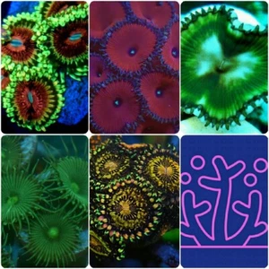 Soft coral starter pack Red Death Grandis RSM Lime Chilli Implosion Zoa - Picture 1 of 1