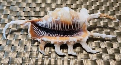 Exquisite Lambis Scorpius - Scorpion Spider Conch - Top Choice 140mm 5.5 Inches - Image 1 of 4