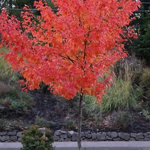 Amur Flame Maple (GT/1-2') - Picture 1 of 4