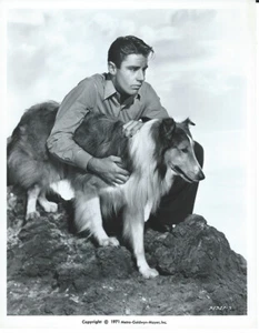 Peter Lawford -Son of Lassie (1945) R-1971- Original Promotional Photo - 8x10 - Picture 1 of 1