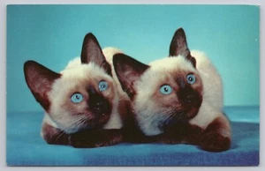 Sister Siamese Kittens Cats Brillant Blue Eyes Postcard UNP - Picture 1 of 2