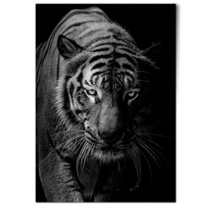 A1 - Black & White Tiger Wild Cat Poster 59.4x84.1cm180gsm Print #2767 - Picture 1 of 6