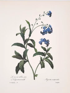 Botanical Pierre Joseph Redoute Blue Flowers MYOSOTIS SCORPIOIDES Print Plate 81 - Picture 1 of 2