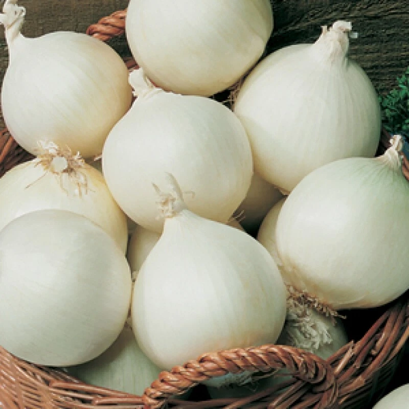 HORTUS 1000 round white agostana onion seeds - giant onion