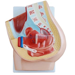 Human Female Pelvic Section Anatomical Model Medical Anatomy on the Base - Bild 1 von 4