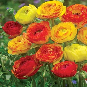 Cebolla bulbo de flor Ranunculus Ranúnculo Aviv Picotee Naranja 5 uds. - Imagen 1 de 1