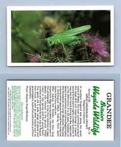 Great Green Bush-Cricket #13 Britain's Wayside Wildlife 1988 Cigarette Card - Picture 1 of 1
