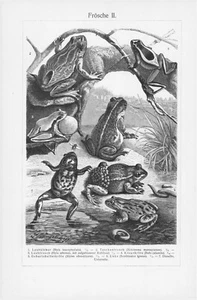 1905 VARIOUS FROGS & TOADS ENGRAVING ILLUSTRATION PRINT 2 Pages - Picture 1 of 4